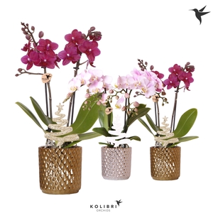 Kolibri Orchids Phalaenopsis mix 2 spike in Diamond pot mix Xmas