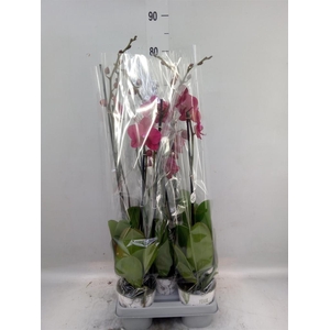 Phalaenopsis   ...mix