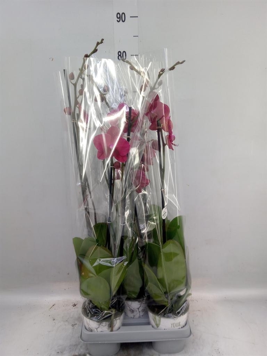 <h4>Phalaenopsis   ...mix</h4>