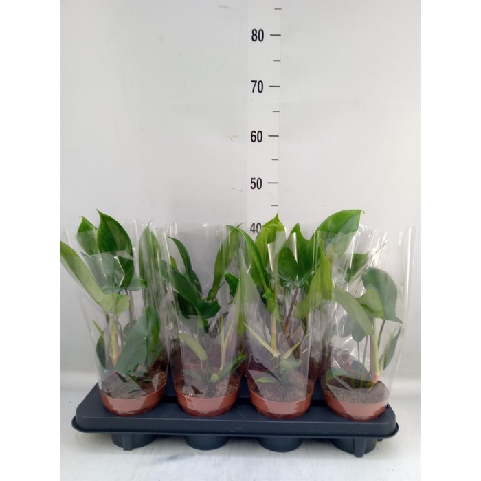 <h4>Philodendron   ...</h4>