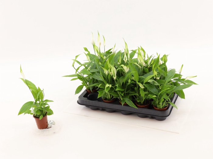 <h4>SPATH ALANA</h4>