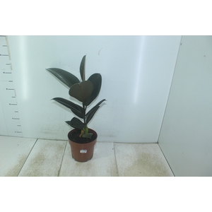 FICUS ELASTICA BURGUNDY P17