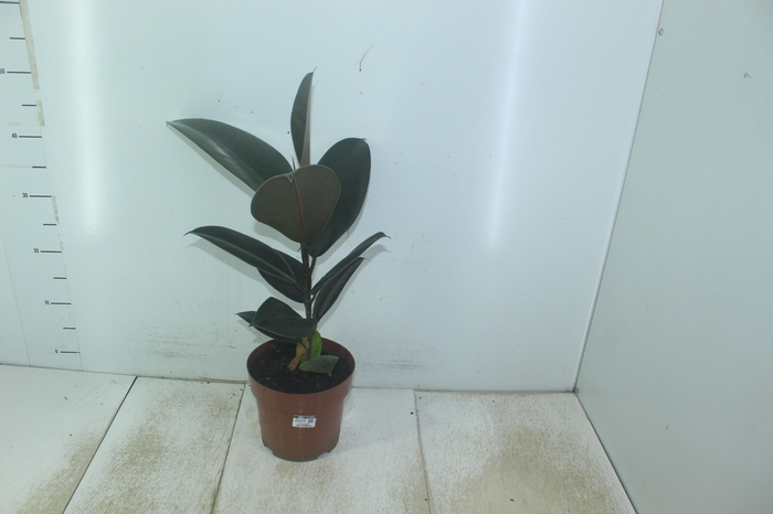 <h4>FICUS ELASTICA BURGUNDY P17</h4>
