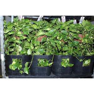 JIBOIA VERDE C21 PENDENTE