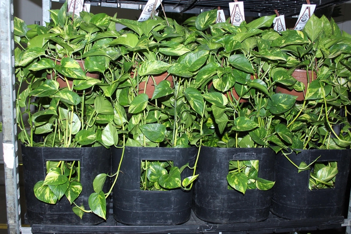 <h4>JIBOIA VERDE C21 PENDENTE</h4>