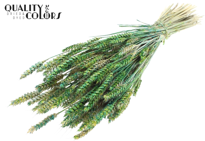 Triticum per bunch Multicolour Green