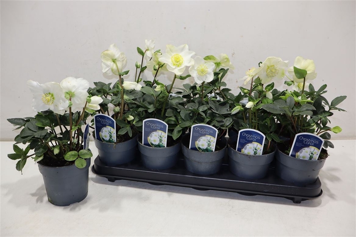 <h4>Hell Ni Chr Carol</h4>