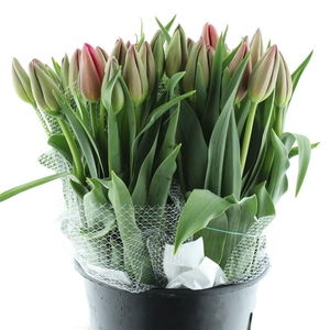 Tu Fr En Maureen Super