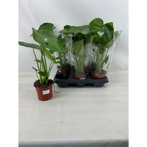 <h4>Monstera deliciosa</h4>