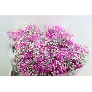 Gyps Pa. Disco Hot Pink/wit