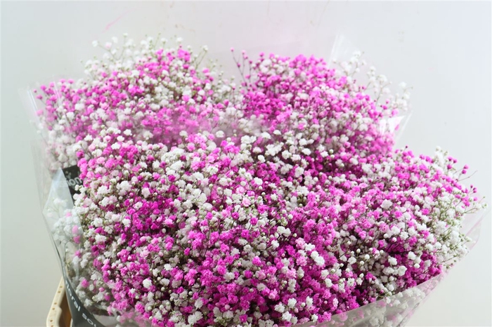 <h4>Gyps Pa. Disco Hot Pink/wit</h4>