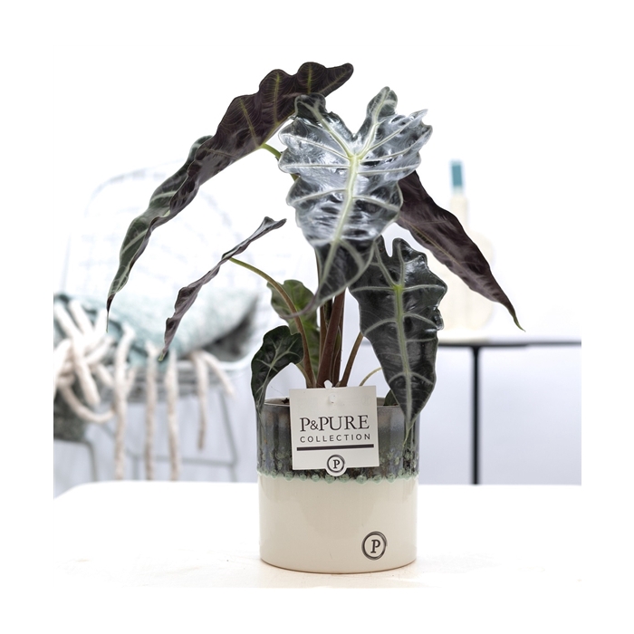 <h4>Alocasia Polly in P&PURE Illusion cer. (perfectly imperfectable)</h4>