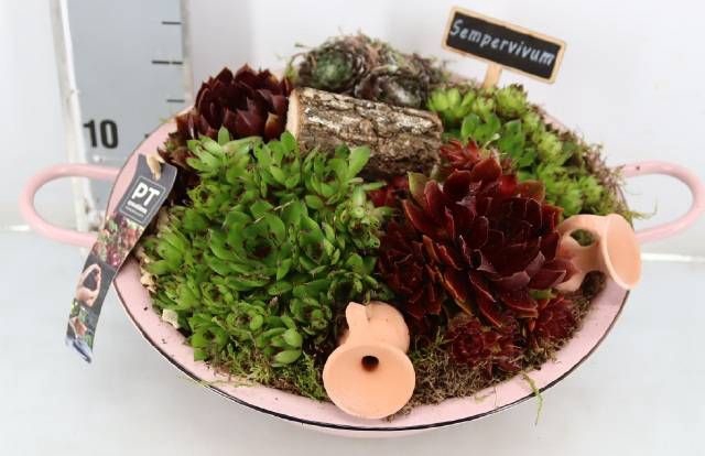 <h4>ARR SEMPERVIVUM</h4>