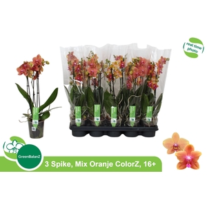 PHAL OV ORANJE