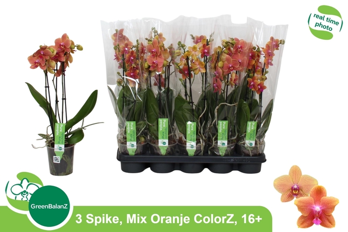 <h4>PHAL OV ORANJE</h4>