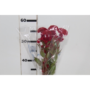 CELOSIA CARMINE CHIEF 060 CM VINHO