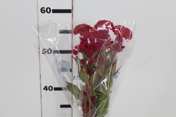 <h4>CELOSIA CARMINE CHIEF 060 CM VINHO</h4>