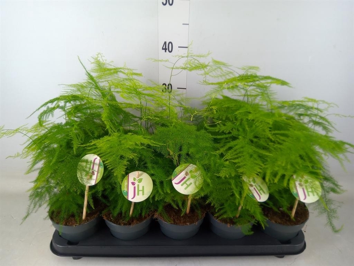 <h4>Asparagus setaceus</h4>