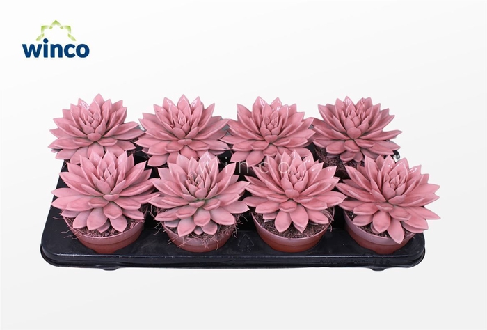 <h4>Echeveria Agavoides Paint Pink</h4>