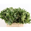 Pittosporum Ilan 40