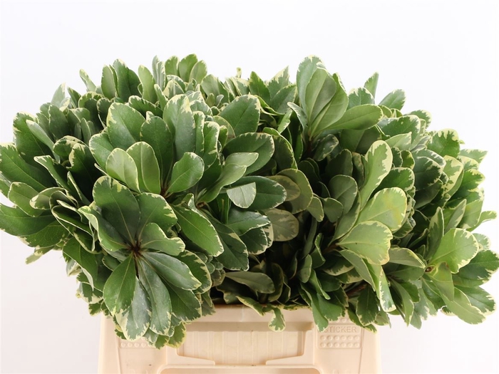 Pittosporum Ilan 40