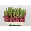 Antirrhinum Potomac Rose