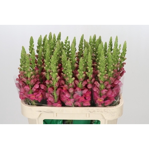 Antirrhinum Potomac Rose