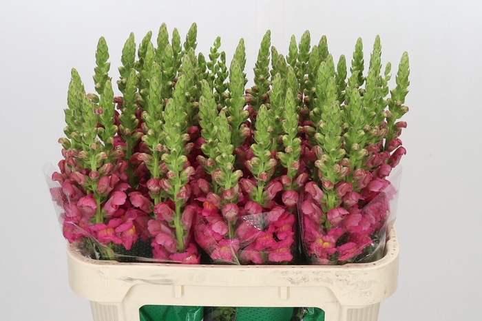 <h4>Antirrhinum Potomac Rose</h4>