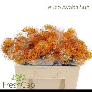 LEUCO AYOBA SUN