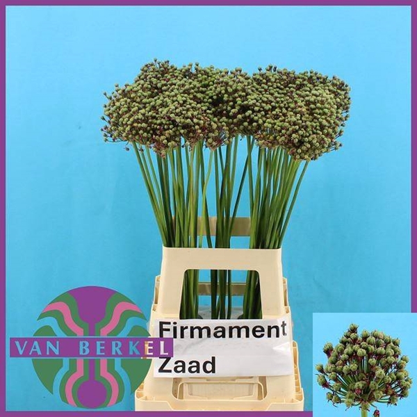 <h4>ALLIUM ZAADBOLLEN</h4>