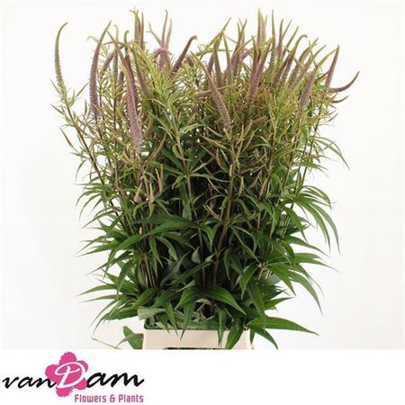 <h4>Veronica V Fascination</h4>