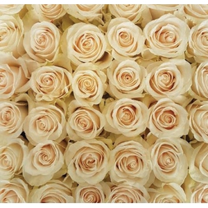 Rosa Cream Vendela