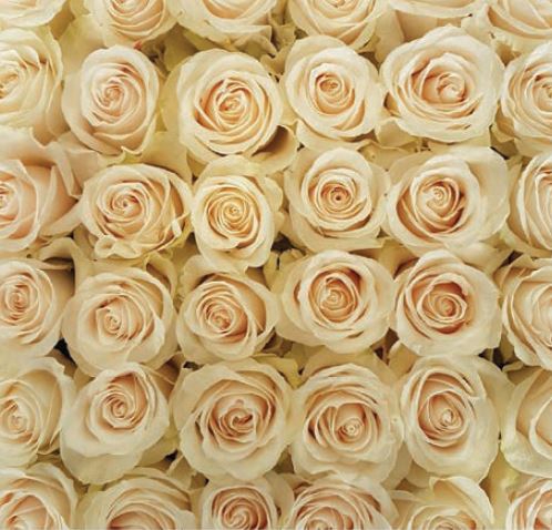 Rosa Cream Vendela