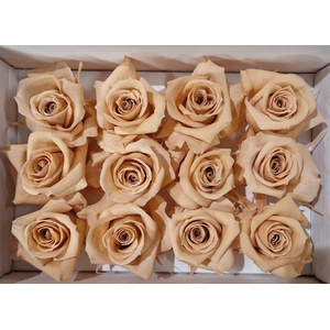 Ro Pres Mini Apricot