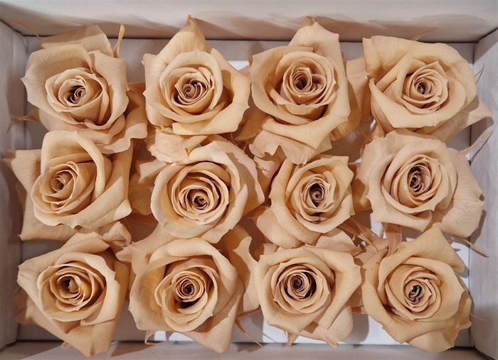 <h4>Ro Pres Mini Apricot</h4>