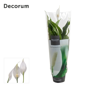 Spathiphyllum 13 cm Strauss Decorum