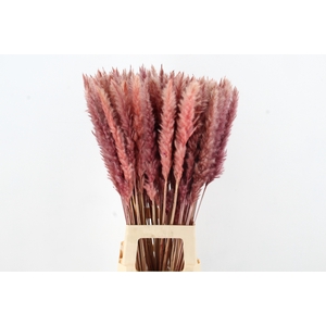 DF Pampas Silvy O.Pink