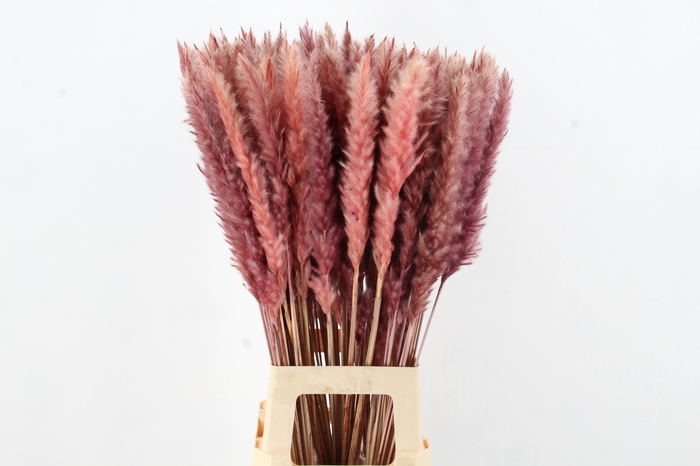 <h4>DF Pampas Silvy O.Pink</h4>
