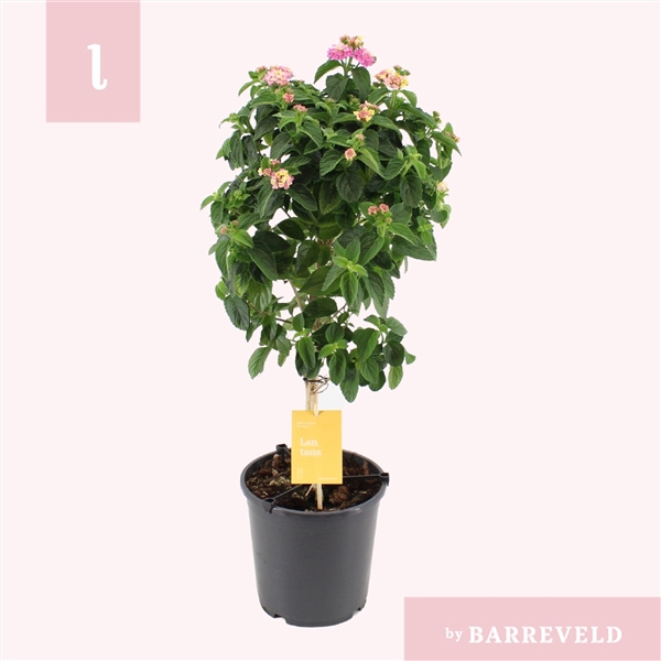 <h4>Lantana stam roze</h4>