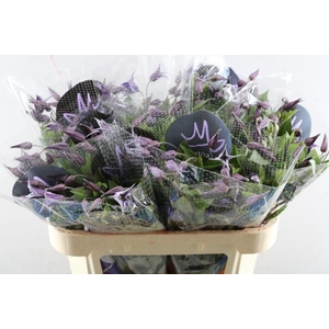Clematis Blue Pirouette L 70