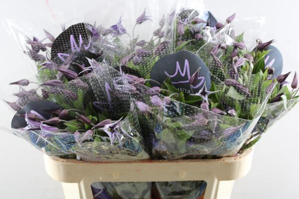 <h4>Clematis Blue Pirouette L 70</h4>