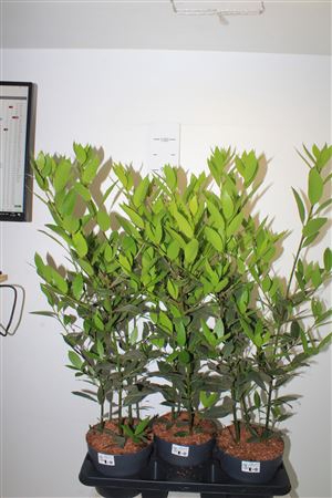 <h4>Lau Nobilis</h4>
