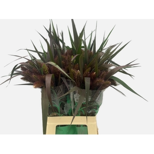 SETARIA IT RED JEWEL