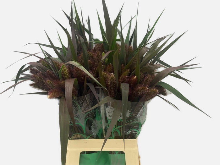 <h4>SETARIA IT RED JEWEL</h4>