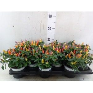 Capsicum annuum 'Acapulco Multicol'
