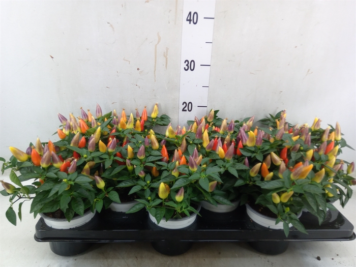 <h4>Capsicum annuum 'Acapulco Multicol'</h4>