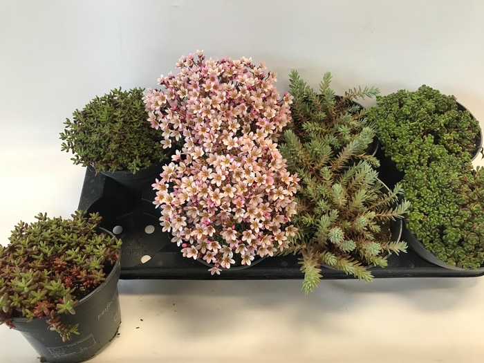 <h4>ROTSPLANTEN GEM</h4>