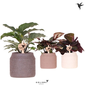 Calathea   ...mix