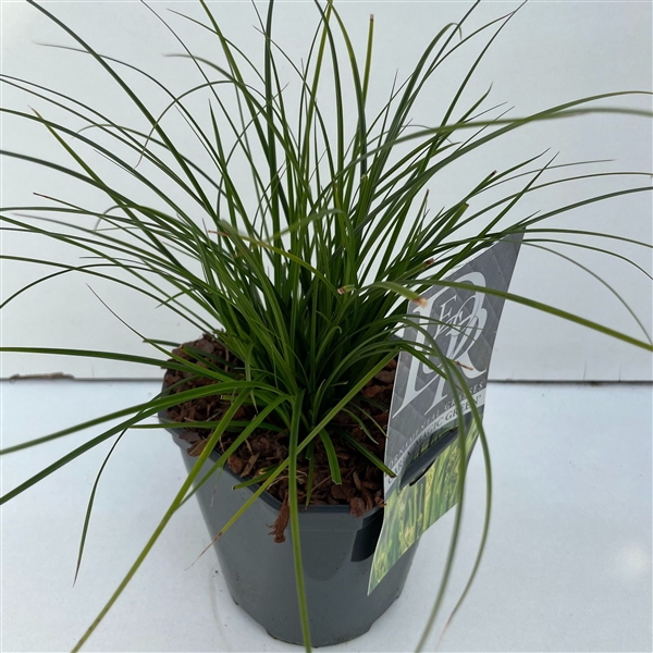 <h4>Carex 'Magic Green'</h4>