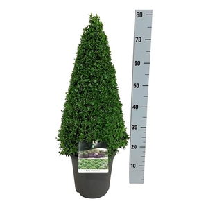 Buxus sempervirens